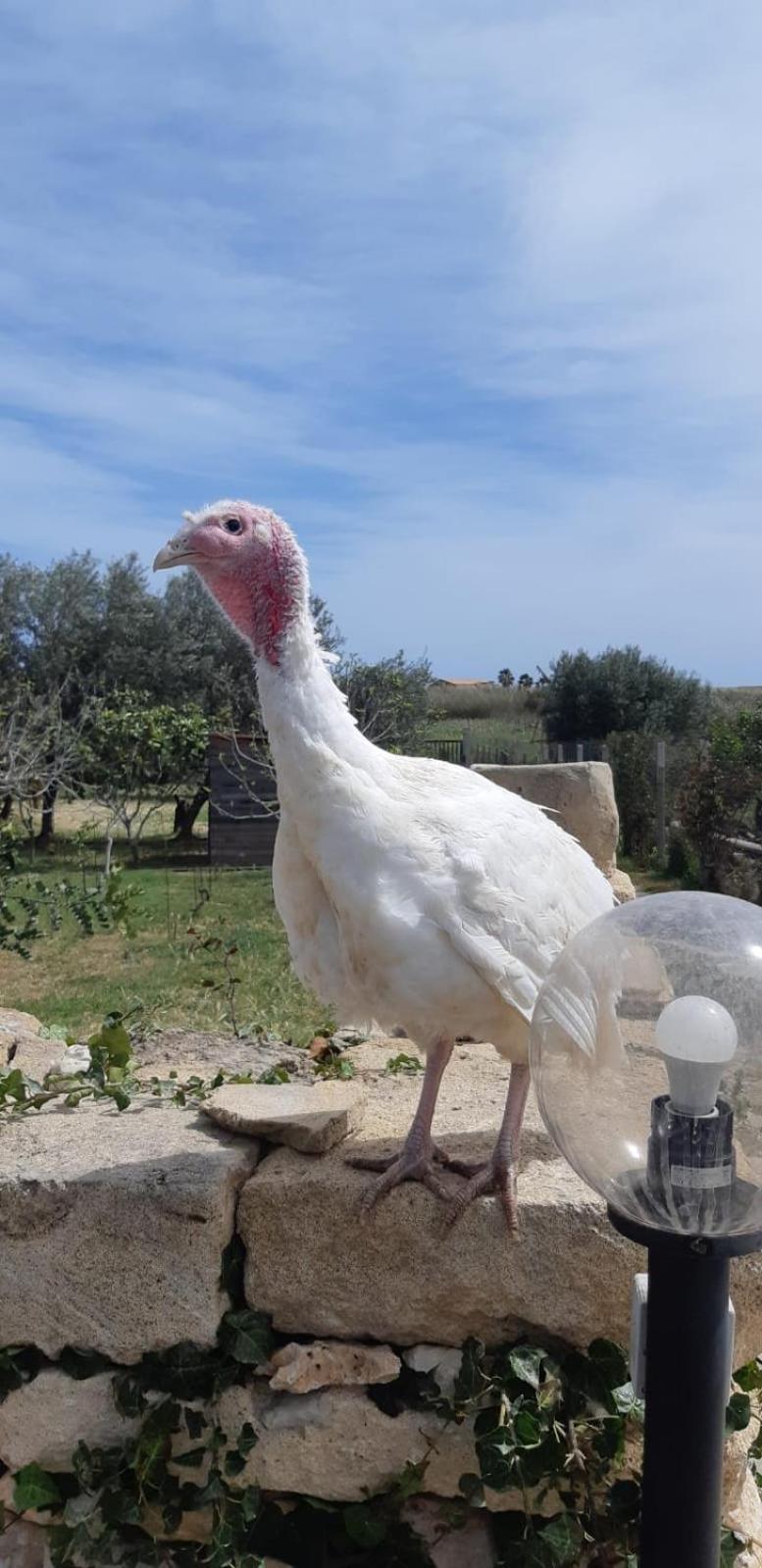 Casa Le Gebbie Villa Marzamemi Buitenkant foto